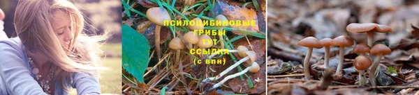 шишки Алзамай